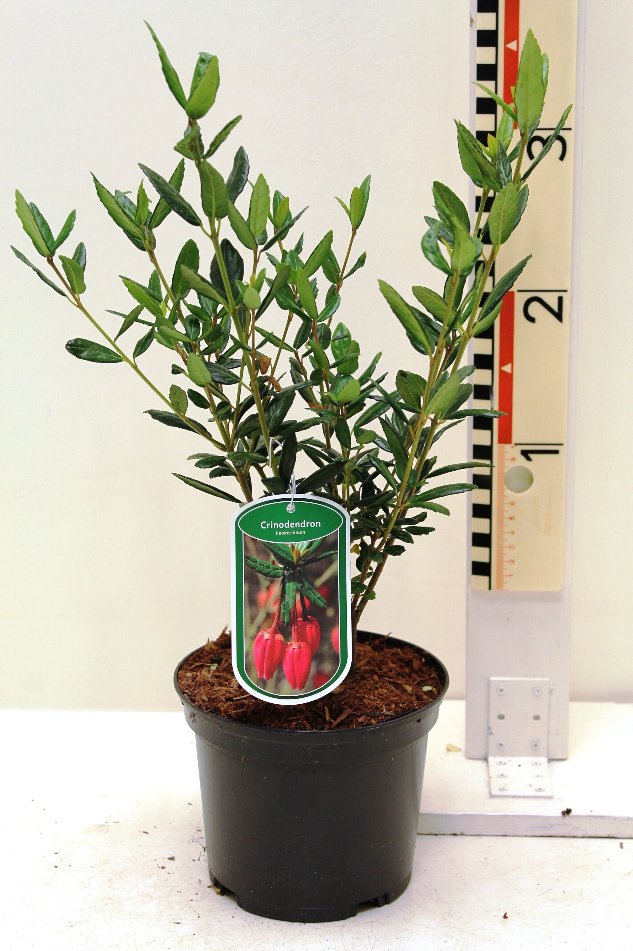 Crinodendron hookerianum c2